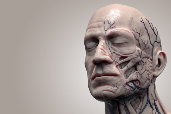 Facial Anatomy Cadaver Course at the Dr Bob Khanna Training Institute